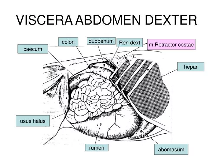 viscera abdomen dexter