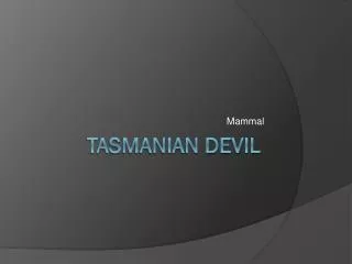 Tasmanian Devil