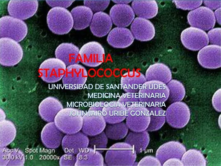 familia staphylococcus