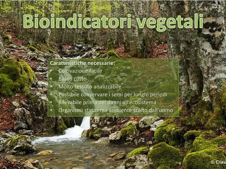 bioindicatori vegetali