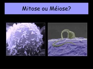 mitose ou m iose