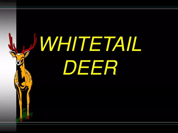 whitetail deer