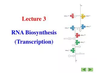 Lecture 3 RNA Biosynthesis (Transcription)