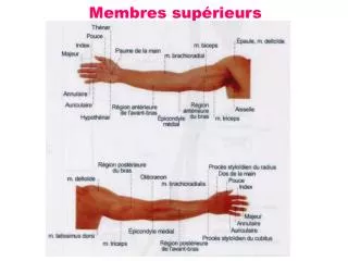 membres sup rieurs