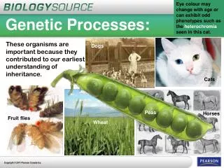 Genetic Processes: