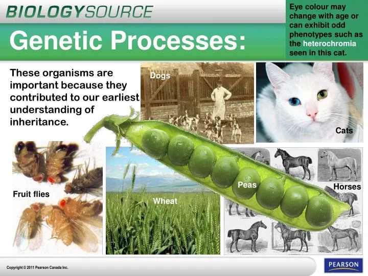genetic processes
