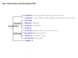 tolweb/Arthropoda/2469