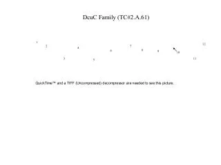 DcuC Family (TC#2.A.61)