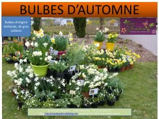 bulbes d automne