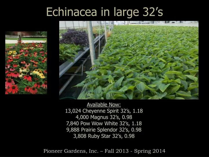 echinacea in large 32 s