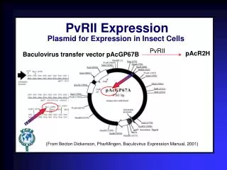 Baculovirus transfer vector pAcGP67B
