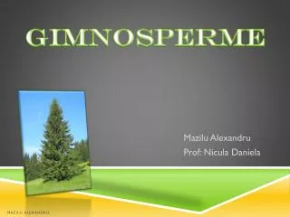 gimnosperme