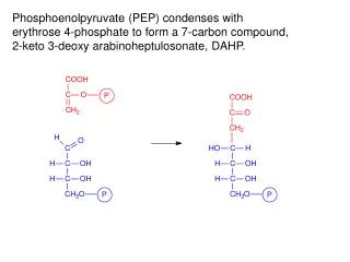 Phosphoenolpyruvate (PEP) condenses with erythrose 4-phosphate to form a 7-carbon compound,
