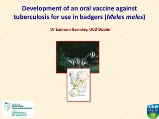 Development of an oral vaccine against tuberculosis for use in badgers ( Meles meles )