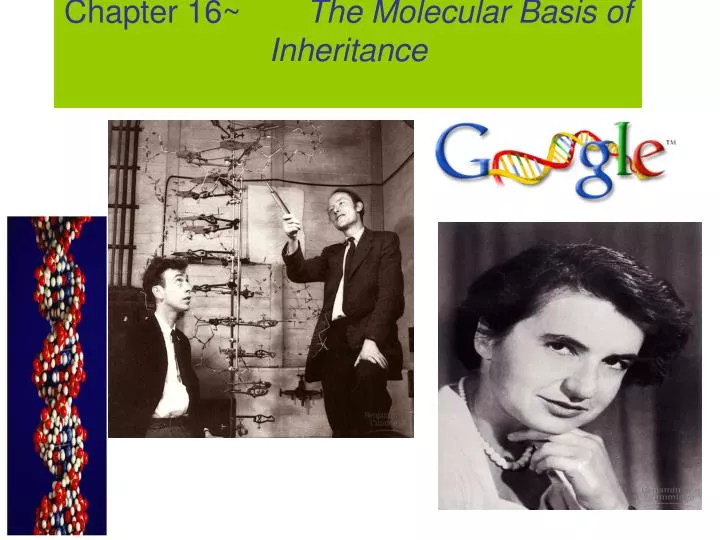 chapter 16 the molecular basis of inheritance