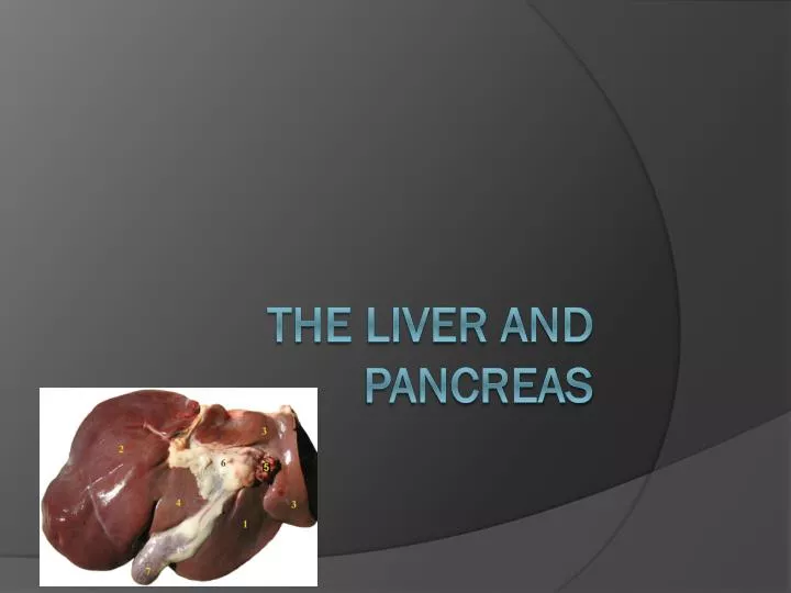 the liver and pancreas