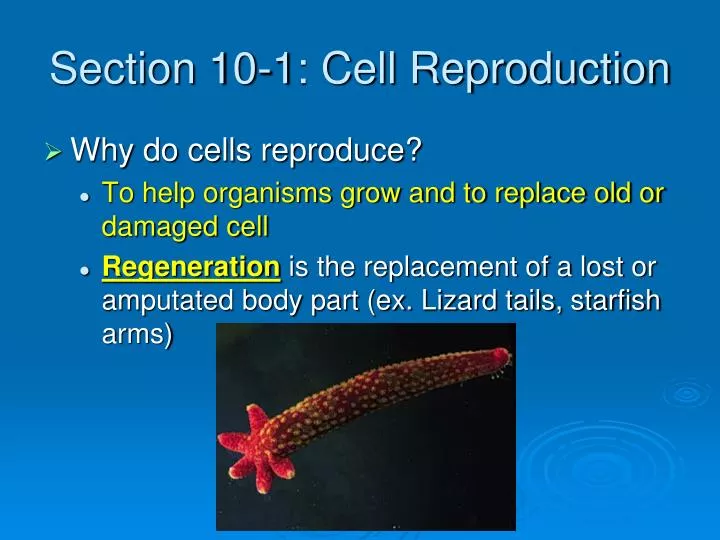 section 10 1 cell reproduction