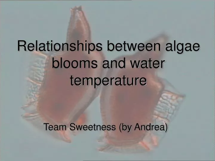 team sweetness by andrea