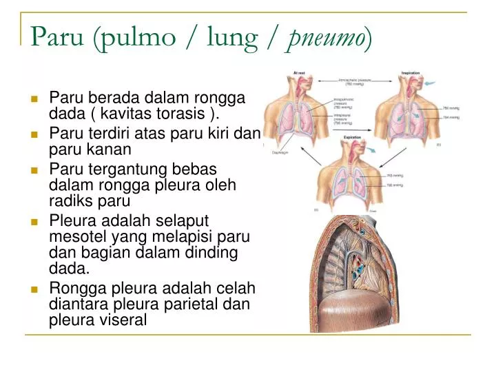 paru pulmo lung pneumo
