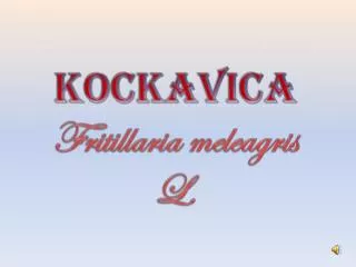 KOCKAVICA Fritillaria meleagris L.