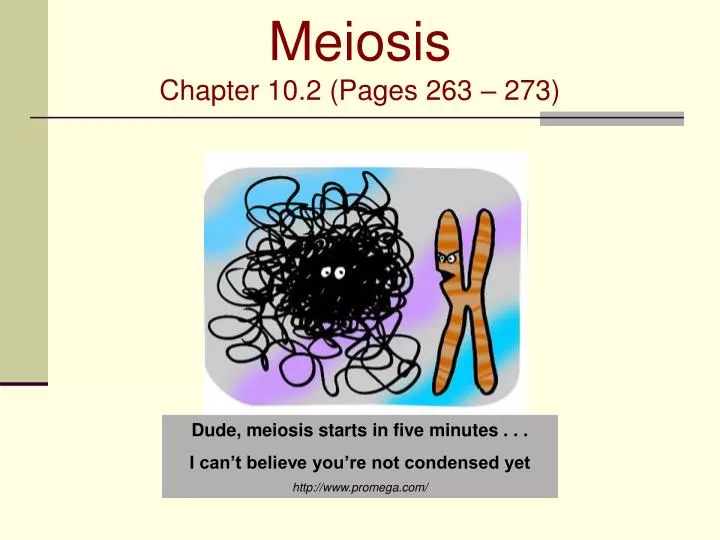 meiosis chapter 10 2 pages 263 273