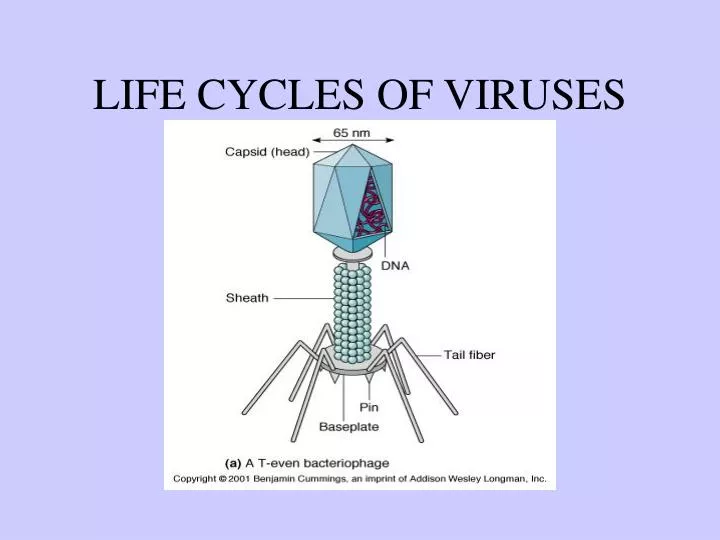 life cycles of viruses