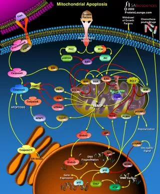 Mitochondrial Apoptosis