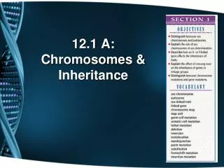 12.1 A: Chromosomes &amp; Inheritance