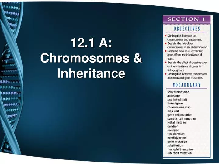 12 1 a chromosomes inheritance