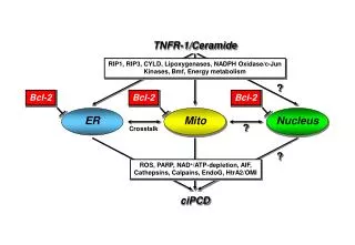 TNFR-1/Ceramide