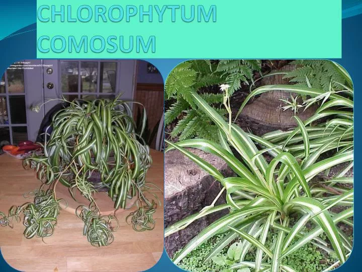 chlorophytum comosum