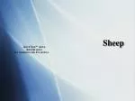 Sheep - slide 1