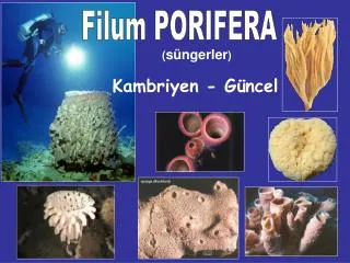 s ngerler