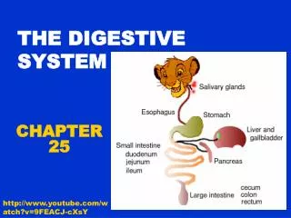 THE DIGESTIVE SYSTEM