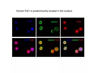 Human Paf1 is predominantly located in the nucleus