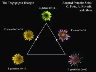 Genome size and change Genome composition and arrangement Maternal factors in T. miscellus