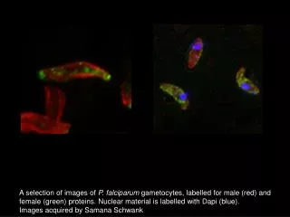 A selection of images of P. falciparum gametocytes, labelled for male (red) and
