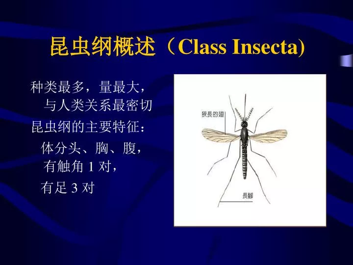 class insecta