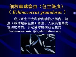 echinococcus granulosus