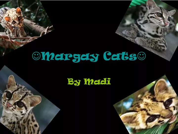 margay cats