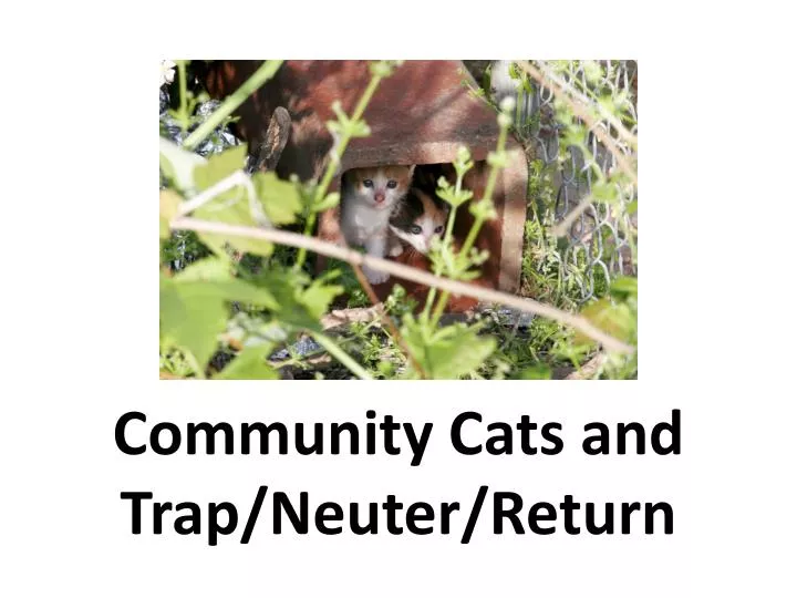community cats and trap neuter return