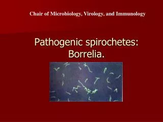 Pathogenic spirochetes: Borrelia .