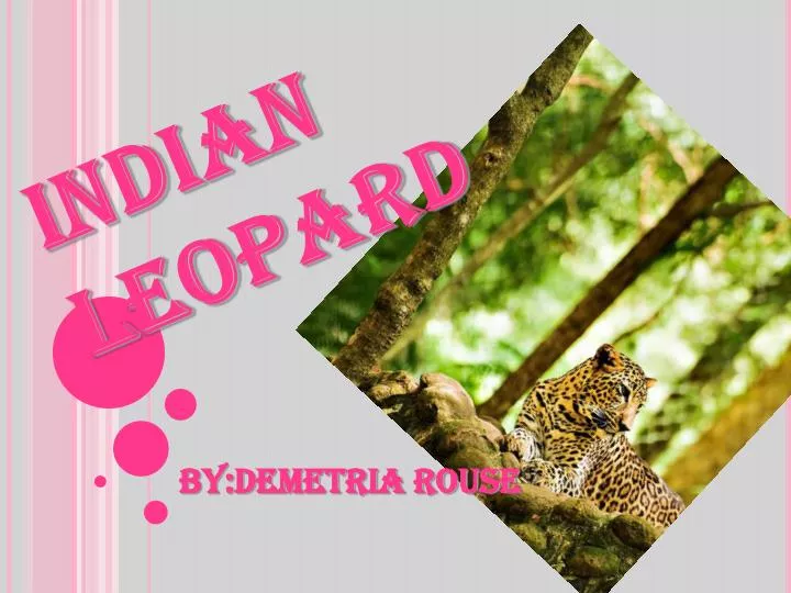 indian leopard
