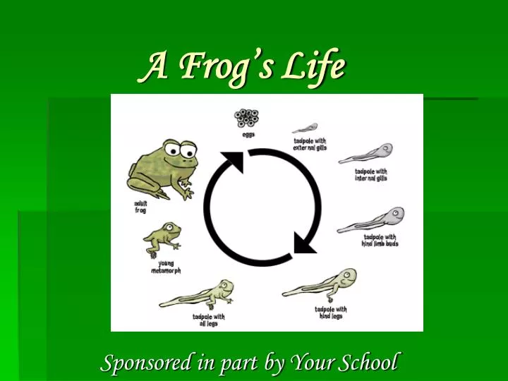 a frog s life