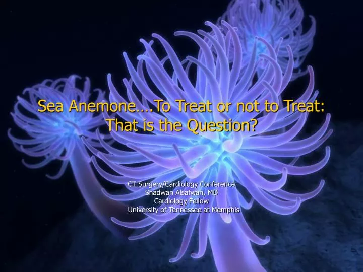 sea anemone to treat or not to treat that is the question