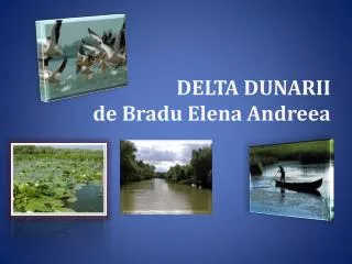 delta dunarii de bradu elena andreea