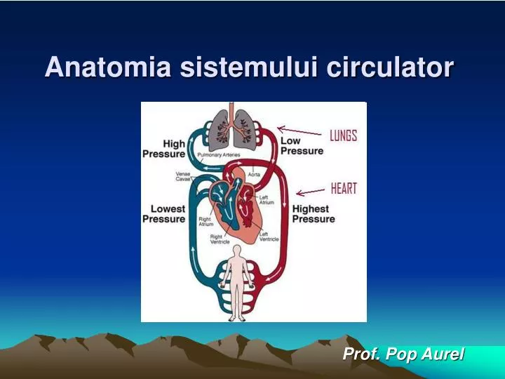 anatomia sistemului circulator