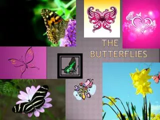 The cute butterflies
