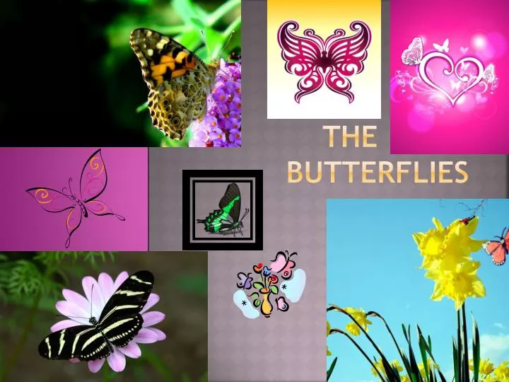 the cute butterflies