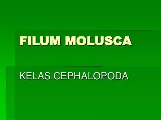 filum molusca